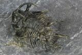 Spiny Ceratarges Trilobite - Mrakib, Morocco #128948-6